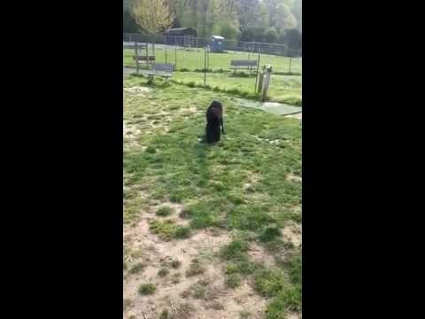 Water dog Prince in the water bucket