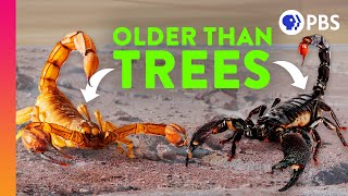 How Scorpions Became Earth’s Ultimate Survivors
