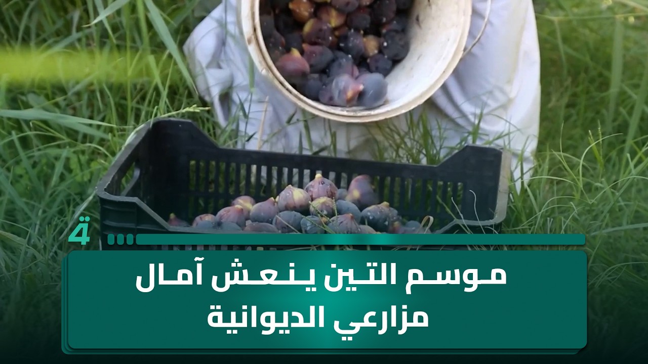 فيديو | موسم التين ينعش آمال مزارعي الديوانية بعد سنوات من التحديات