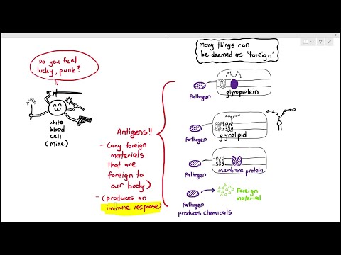 11-2 Self & Non-self; Antigens (Cambridge AS A Level Biology, 9700)