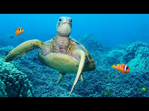 TURTLE PARADISE 2 - a Nature Relaxation™ Underwater Ambient 8K Film ft Relax Moods Music - 2 HOURS