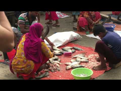 Amazing Site Distributes SeaFood & Fish @Bangladesh - Morning Biggest Fish Market Scene Show
