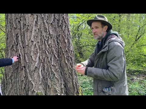 Die Geheimnisse der Esche