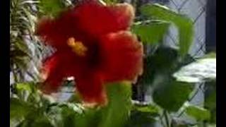 Hibiscus Flower-Bunga Raya (Malaysia&#39;s National Flower)