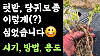 텃밭, 당귀재배???? 모종구입해서 이렇게(?) 심었습니다???? 시기? 방법? 용도?