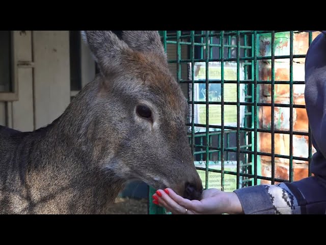 В рубрике «Живая среда» пятнистый олень Веснушка