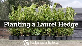 How to plant a Laurel Hedge