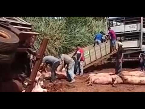 Camión con más de 200 cerdos volcó en Alto Verá