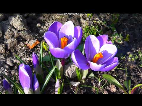 Pszczoły na krokusach