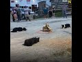Talented Dogs Herding Ducks
