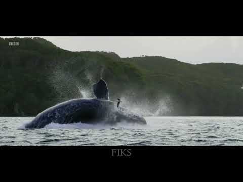 Sia   Out There ft  Hans Zimmer  Lyrics