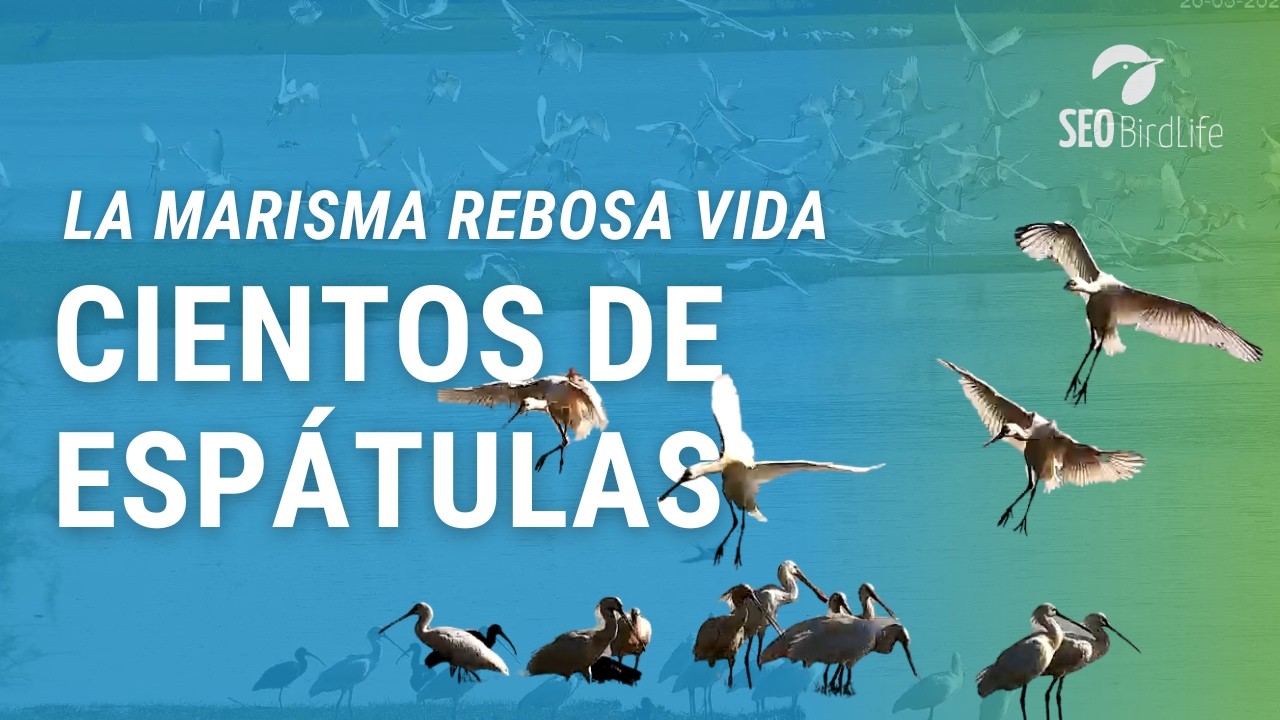 ¡CIENTOS DE ESPÁTULAS!  - Marisma del Parque Nacional de Doñana, Andalucía; España