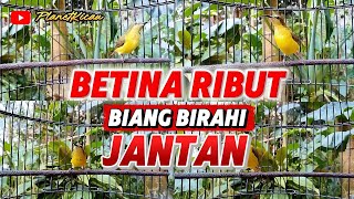 Download lagu 🔥 Sogon Betina Ribut || pancingan sogon jantan cepat biarahi dalam hitungan detik #sogonbirahi mp3 Download lagu 🔥 Sogon Betina Ribut || pancingan sogon jantan cepat biarahi dalam hitungan detik #sogonbirahi mp3