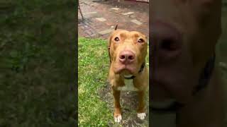 Video preview image #1 Mutt Puppy For Sale in Wheaton, IL, USA