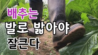 배추는 발로 밟아야 잘큰다