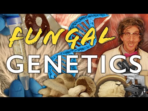 The Mushroom Culture Library, Preserving Genetics & the Basics of Breeding