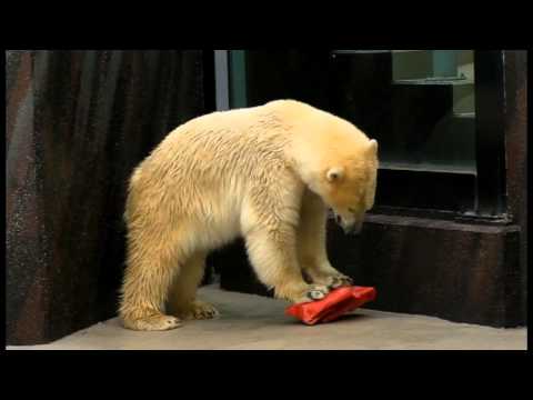 ホッキョクグマ　デアごろごろ～んpolar bear rolling