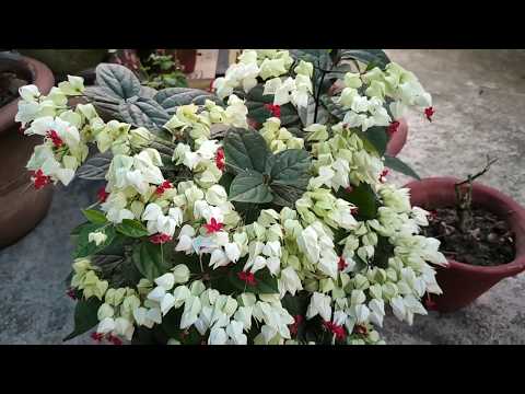 image-Can bleeding hearts be white?