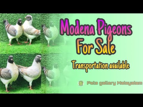toy modena pigeons