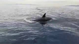 Killer Whales in Baja California Sur