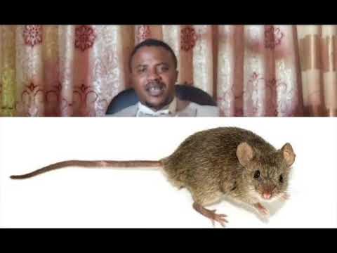 WETAAGA NABBI OKUTEGEELA EBILOTO N' AMAKULU GABYO BY #PROPHET ELIJAH BAINGANA# +256773917269