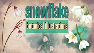 Exploring Snowflakes: Botanical Art Practice and Discovering Leucojum & Acis Species