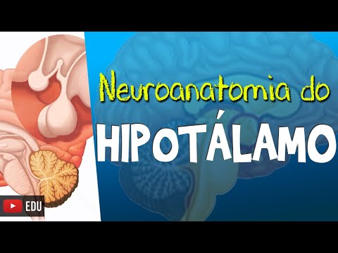 HYPOTHALAMUS (Video Lesson) - Functional Neuroanatomy with Rogério Souza