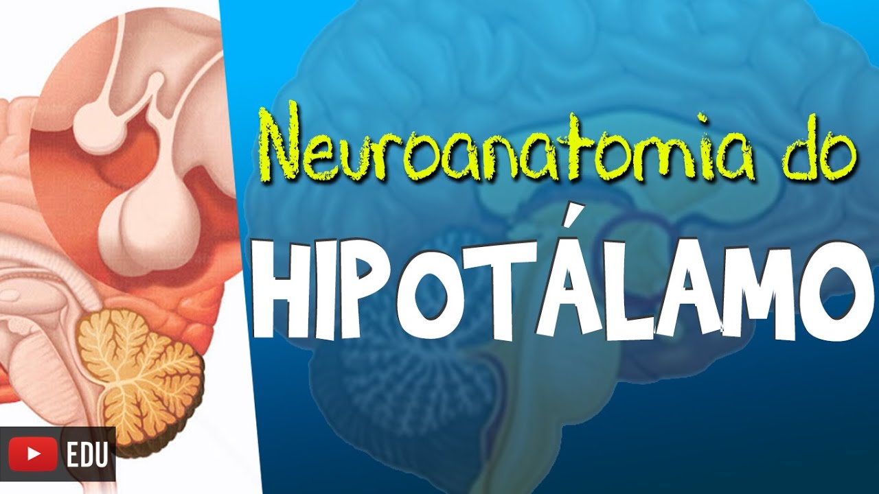 HIPOTÁLAMO (Vídeo Aula) - Neuroanatomia funcional com Rogério Souza