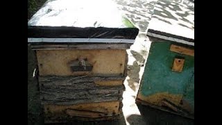 Ловля бродячих и диких роев 2020