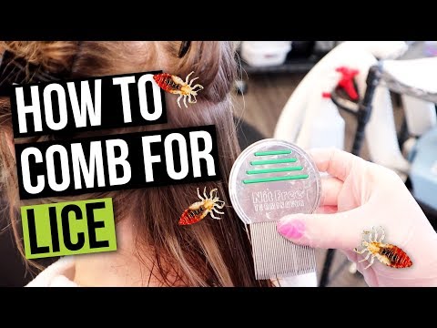 How to do a Wet Comb Out for Lice Removal!