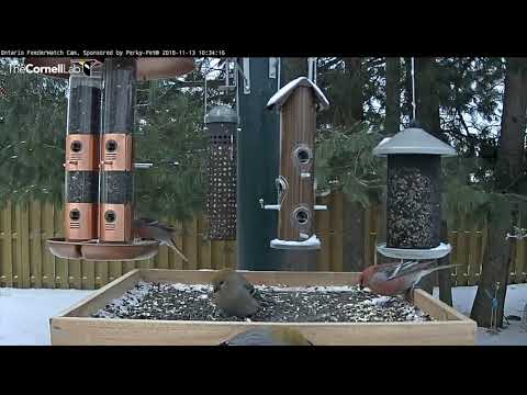 Male and Female Pine Grosbeaks Take Center Stage In Ontario – Nov. 13, 2018