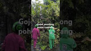 Download lagu Bencana pohon tumbang di YEHEMBANG #Bali Rayahu 09Pebruari2025 mp3