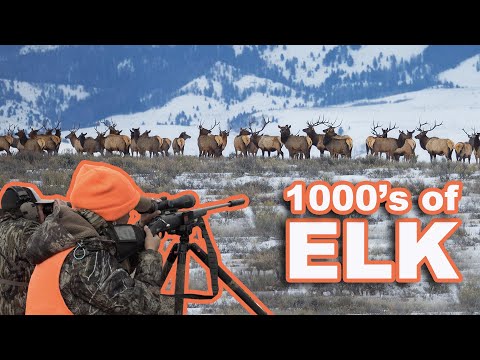 We Found the WORLDS LARGEST HERD OF ELK!!! {Catch Clean Cook} Sarah's First Elk Hunt