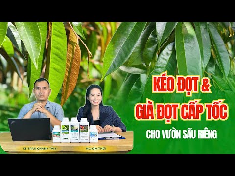 KÉO ĐỌT - GIÀ ĐỌT CẤP TỐC CHO VƯỜN SẦU RIÊNG MÙA NÀY