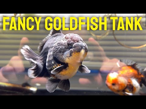 60 GALLON FANCY GOLDFISH TANK - An overview and guide of Yuan Bao goldfish tank
