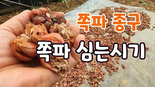쪽파 종구 저렴하게 한정 판매
