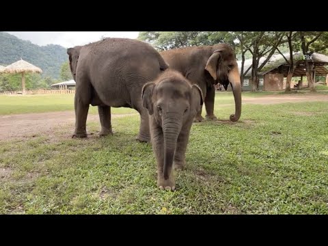 Updating Wan Mai , Sri Naun, and Mae Mai. ”- EleFlix