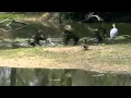 Crocodile Snaps Heron From The Air