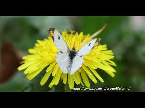 ツマキチョウの吸蜜 EOSR5Mk2