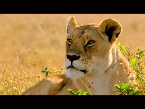 Kenya: in the privacy of a clan of lionesses