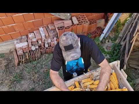 dragi crni - pijano govedo compilation