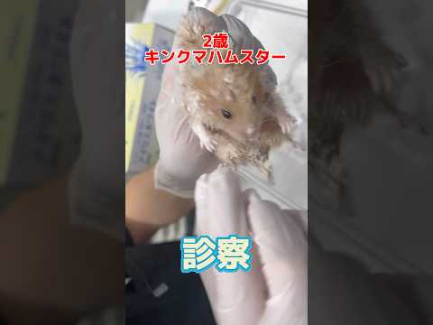 マーガリンを食べて身体がマーガリンまみれの2歳のキンクマハムスターが動物病院にやって来た！
