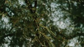 Willow Teaser Trailer