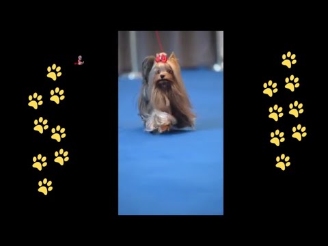 funny 🐶 dogs reactions part 41 No Languages only funny voices |Sabeera smc funny videos 2023