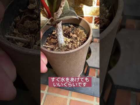 ビールで植物に水をやるのは良い考えですか?どうやってうまく活用すればいいのでしょうか？  庭園