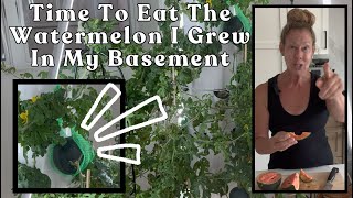 The Secret to Growing #watermelon Indoors- #towergarden #garden #watermelon #verticalgardening