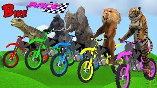Animals Bike Race Wild Animals Animation Cartoon For Kids | Running Race Video For Children
