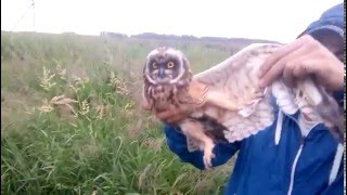 Как поймать сову на даче