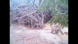 preview picture of video 'Little Fox 3 at Baker's Acres Campground'