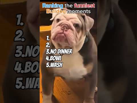 BULLDOG M257 Airgun Review: Power, Precision, Performance!